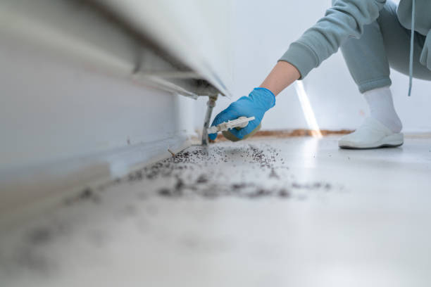 Best Cockroach Control Services  in Coaldale, PA